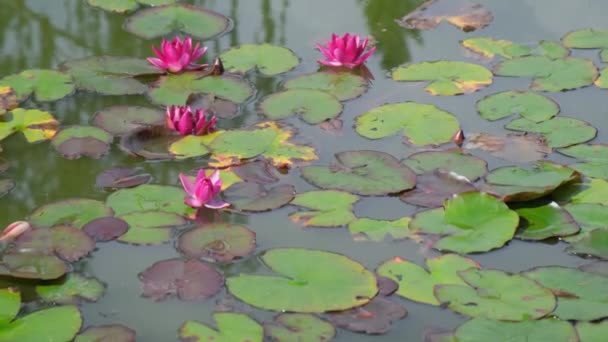 Reservoir Which Beautiful Red Water Lilies Grow Water Lilies Pond — Stock Video