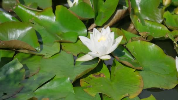 一朵美丽的白色水百合夹在水面上的绿叶中 生长在水面上的花 稀有花卉列在红皮书上 — 图库视频影像