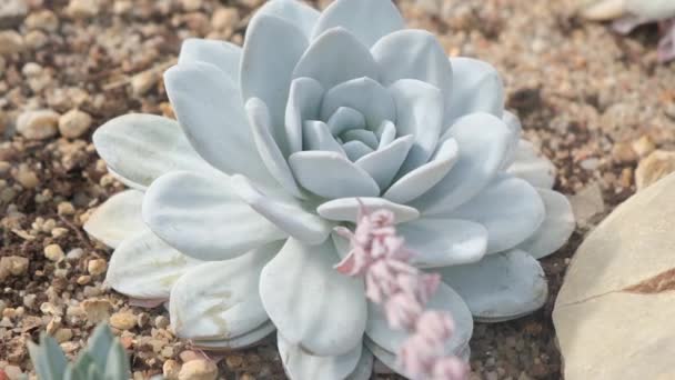 乾燥した熱帯土壌で育つ美しい灰色の花型のカクタス 自然の中で成功する カクタスのクローズアップ — ストック動画
