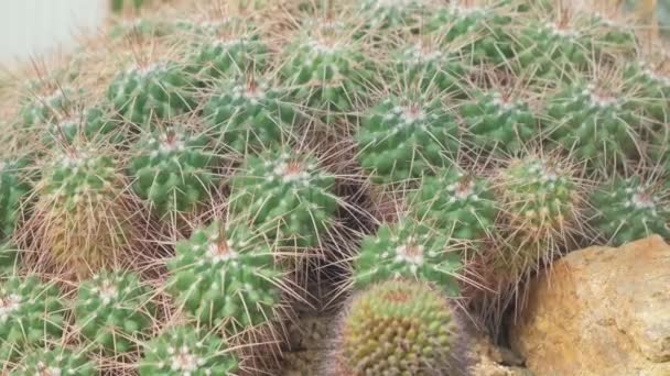 小さなスパイクグリーンセッティのクローズアップ 成功する 熱帯緯度の干ばつ耐性植物 — ストック動画