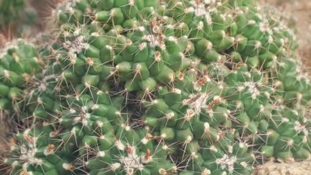 サトウモロコシのクローズアップ 熱帯気候で成長する干ばつ耐性植物 — ストック動画