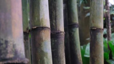 Bambu gövdeleri tropikal bir ormana yakın çekim yapar. Vahşi doğada bambu
