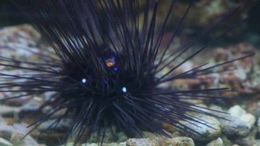 Büyük siyah dikenli iğneli balıklar su altı çakıl taşlarına yakın çekim yapıyorlar. Suyun altındaki dünya