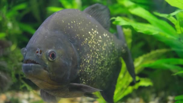Ένα Μεγάλο Γκρίζο Ψάρι Ασημένια Στίγματα Ένα Ενυδρείο Φόντο Πράσινα — Αρχείο Βίντεο