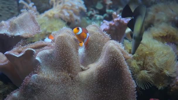 Krásné Barevné Ryby Plavou Korálovém Útesu Korálové Útesy Pod Vodou — Stock video