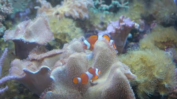 2匹の小さなオレンジ魚がサンゴ礁で泳いでいる 水族館で美しい魚たち 水の下の美しさ — ストック動画