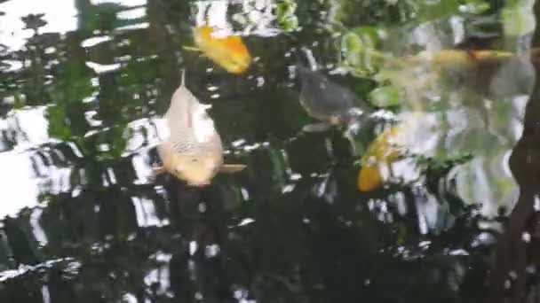 在水面上可以看到多彩的鱼在水下游动 鱼在池塘的水面上游泳 太阳在水面上的反射 — 图库视频影像