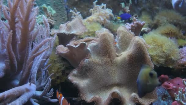 珊瑚礁平静的水下空间 美丽的奇异小鱼在那里游来游去 水下风景如画的生活 — 图库视频影像