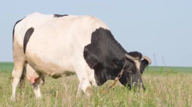 Siyah beyaz bir inek sık otların arasında bir tarlada otluyor. Süt hayvanlarının üremesi.
