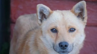 Arka planda kızıl saçlı iyi bir köpeğin cesedi var. Nazik bir evcil köpek kameraya bakıyor..