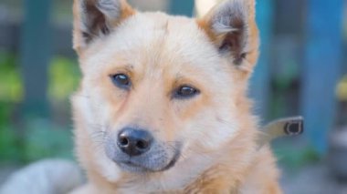 Kızıl saçlı iyi bir köpeğin kafası bulanık bir arkaplanda kameraya bakıyor. Güzel bir evcil köpek. Bir köpek bir erkek dosttur.