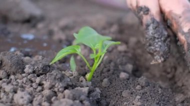 Genç bir bitkiyi kara toprağa eken bir kadının eli. Bahar. Bitki yetiştiriyorum.