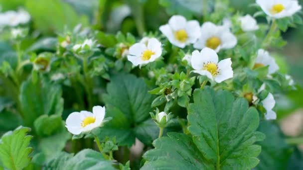 Młode Truskawki Pokryte Białymi Kwiatami Hoduję Truskawki Wiosną Biedny Kwiat — Wideo stockowe