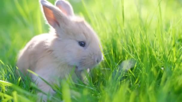 面白い小さなウサギは美しい日光の背景に対してリーグで若い草を食べます 草の上のイースターバニー — ストック動画