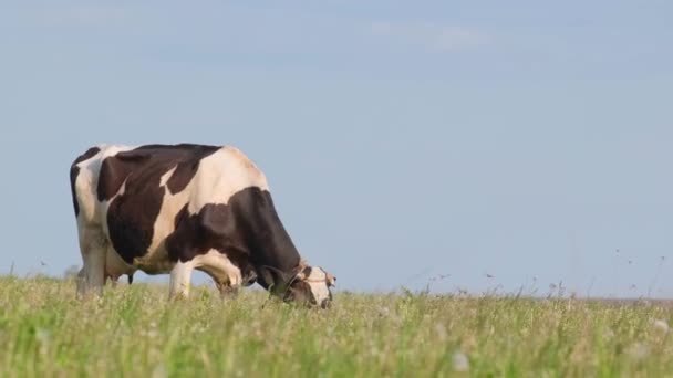 Belo Vídeo Uma Vaca Pastando Campo Contra Céu Azul Uma — Vídeo de Stock