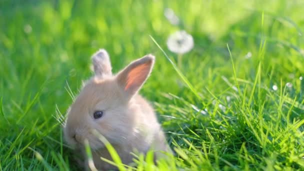 美しい赤いウサギが若い緑の草の真ん中に座っています 檻の外にいるウサギ 自然の中で家畜の美しいビデオ — ストック動画