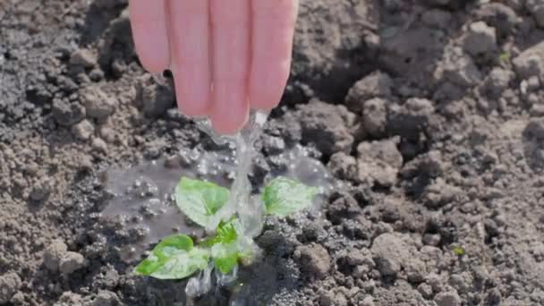 Una Mano Mujer Derrama Agua Sobre Una Planta Joven Plantada — Vídeo de stock
