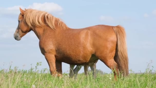 Kasztanowaty Potężny Koń Stoi Wiosenno Letnim Polu Przeciw Błękitnemu Niebu — Wideo stockowe