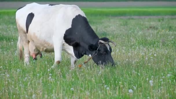 Μια Όμορφη Ασπρόμαυρη Αγελάδα Βόσκει Ένα Λιβάδι Ενάντια Έναν Γαλάζιο — Αρχείο Βίντεο
