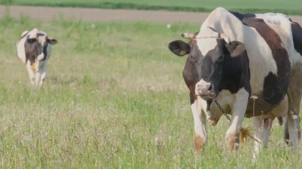 Pecuária Pasto Vacas Pretas Brancas Campo Fundo Grama Verde — Vídeo de Stock