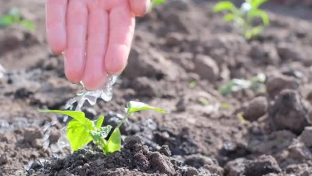 Sadzenie Rośliny Ziemi Ręka Kobiety Wylewa Wodę Młodą Roślinę Ziemi — Wideo stockowe