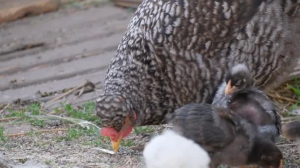 Une Poule Grise Mouchetée Avec Petits Poussins Picote Grain Mère — Video