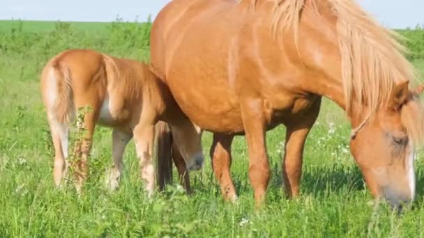 在蓝天的映衬下 母马和母马在田里的特写 牧场上美丽的棕色马 — 图库视频影像