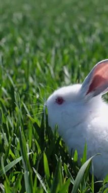 Bıyıklı beyaz bir tavşan çimenlerde oturmuş, huzurlu bir ortamın tadını çıkarıyor. Evcil tavşanlar otlaktaki karasal bitkileri kemirirken burunları seğirir.