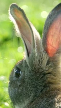 Gagalı bir kuş yakınlarda hoplayıp zıplarken, bir tavşanın kulağının yakından dikizlemesi. Karasal bitki her iki organizmaya da koruma sağlar.