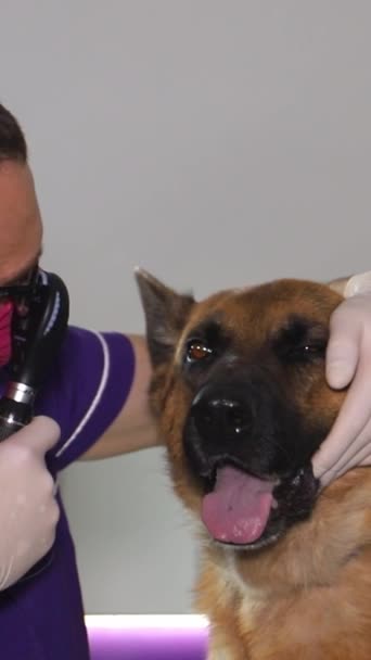 一名兽医和一名穿紫色衬衫的男子用耳镜检查一只德国牧羊犬的耳朵 背景下的医疗设备和兽医诊所 — 图库视频影像