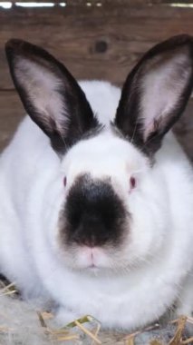 Yüzünde siyah bir leke olan evcil bir tavşan bir kafeste yatıyor. Uzun kulakları ve bıyıkları görünür, yumuşak beyaz kürküyle birlikte.