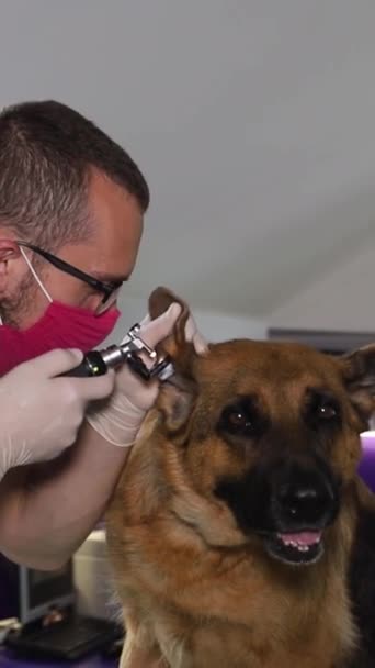 Een Man Knipt Een Peerkleurige Hondennagels Met Een Schaar Hond — Stockvideo