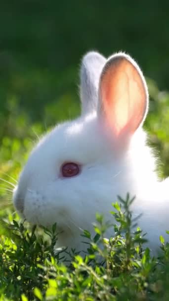 一只红眼 长耳朵 胡须的家兔安安静静地坐在淡黄色的草地上 与周围的植物混合在一起 — 图库视频影像