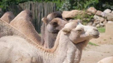 Büyüleyici bir sahne, bir hayvanat bahçesinde bir deve sürüsünün eşsiz özelliklerini ve sosyal davranışlarını gözler önüne seriyor.
