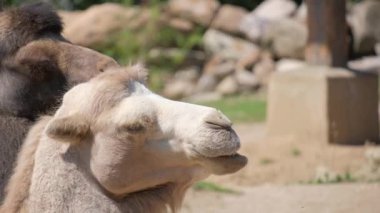 Bu video, kaplamalarında develerin olduğu sakin bir ortam sergiliyor. Benzersiz özelliklerini ve davranışlarını vurguluyor. Yakın çekimler de dahil.