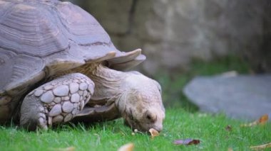 Bu doğa videosu, bereketli bir ortamda yiyecek arayan ve barışçıl beslenme alışkanlıklarını sergileyen büyük bir kaplumbağayı gösteriyor.