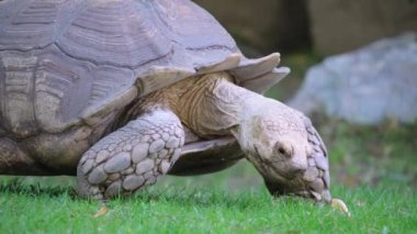 Bu video, doğal ortamında bir kaplumbağanın huzurlu yaşamını yakalar. Yiyeceklerin tadını çıkarır ve bereketli otların arasında doğayla bağ kurarak zarafetle hareket eder.