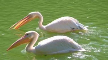 Bu sakin videoda beyaz pelikanların sakin bir gölde yüzüşünü, doğanın güzelliğini ve barış dolu yaban hayatının birlikteliğini gözler önüne seriyor.