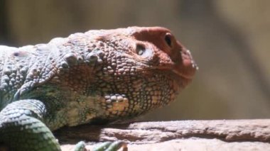 Bu büyüleyici video kayanın üzerinde bir kertenkele barındırıyor, canlı renklerini ve karmaşık pullarını gösteriyor, sakin bir ortamda kameraya bakıyor.