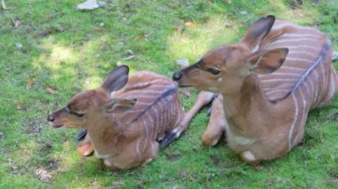 Geyiklerin huzur içinde dinlendiği yemyeşil bir tarlada huzurlu bir manzara beliriyor. İki yavru geyik çimenlerde sarılıyor, sükuneti ve doğal güzelliği somutlaştırıyor.
