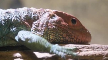 Büyüleyici bir video, güneşli bir kayaya tünemiş bir kertenkeleyi dinlenmeden önce merakla kameraya bakarken gösteriyor. Yakınlardaki ahşabı keşfediyor, ilginç davranışlarını vurguluyor.