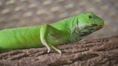 Canlı bir yeşil kertenkele, dayanıklı bir ağaç dalında rahatça oturuyor ve doğal çevresine oldukça iyi uyum sağlıyor.