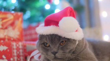 Noel Baba kostümlü komik uykucu İskoç gri kedisi hediyelerle Noel ağacının arka planında dinleniyor. Evde evcil hayvanlarla Noel ve yeni yıl havası. Mutluluk kavramı. Hayvanlar için aşk