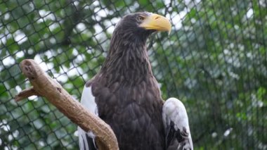 Görkemli bir kel kartal, bir kafesin içindeki dayanıklı bir ağaç dalına tünemiş ve etrafını dikkatle ve dikkatle gözlemliyor.