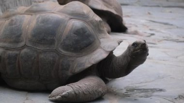 Bu büyüleyici video izleyicileri dingin bir ortamda dev kaplumbağalar ile tanıştırıyor, nazik hareketlerini ve doğal davranışlarını gösteriyor.