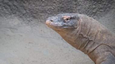 İzleyiciler, bir Komodo ejderhası ve bir kertenkelenin yakın çekimleri eşşiz dokularını ve renklerini sergileyerek sürüngenlere doğru bir yolculuğa çıkıyorlar.