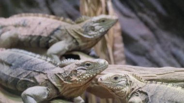 Bu büyüleyici video canlı bir kertenkele topluluğunu gösteriyor, aralarında iguanalar da var, kayalar ve dallar üzerinde, sosyal davranışlarını vurguluyorlar.