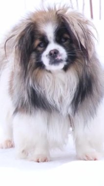 Tüylü genç bir köpek kameraya bakıyor. Yumuşak siyah ve beyaz safkan köpek. Evcil hayvanlar. Dikey video