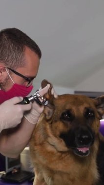 Veteriner, veteriner kliniğinde tedavi sırasında bir Alman çoban köpeğinin kulağını muayene eder. Evcil hayvanlar için veteriner hizmeti