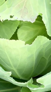 Olgun yeşil lahana yakın çekim. İşe yarar beyaz lahana yaprakları. Dikey makro video